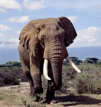simsearch:862-03366571,k - A bull elephant in Amboseli National Park. Elephants consume the equivalent of about 5% of their body weight (i.e. up to 300kg) in twenty-four hours. Foto de stock - Con derechos protegidos, Código: 862-03366553