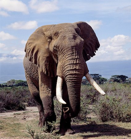 simsearch:862-03366508,k - Un éléphant mâle dans le Parc National Amboseli. Éléphants consomment l'équivalent d'environ 5 % de leur poids corporel (c'est à dire jusqu'à 300 kg) dans les vingt-quatre heures. Photographie de stock - Rights-Managed, Code: 862-03366553