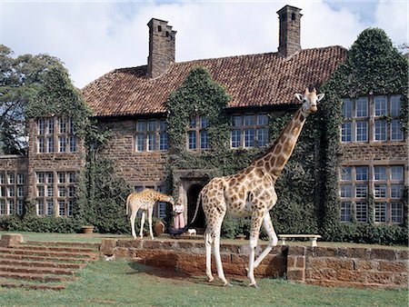 Rothschild giraffes at The Giraffe Manor on the outskirts of Nairobi.The centre is a popular tourist destination. There are usually ten adult giraffes at the centre. When old enough,offspring are sent to other parks and private ranches. Fotografie stock - Rights-Managed, Codice: 862-03366561