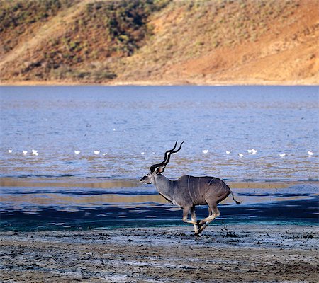 A Greater Kudu bull runs along Lake Bogoria's muddy shoreline in late afternoon. Stock Photo - Rights-Managed, Code: 862-03366562