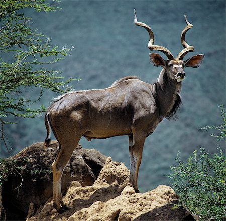 simsearch:862-03820682,k - Un taureau de grand koudou fin se dresse sur une termitière, surplombé par un escarpement du Gregory Rift (une section spectaculaire du rift oriental de la vallée du Grand Rift). Photographie de stock - Rights-Managed, Code: 862-03366563