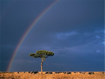 simsearch:862-03820683,k - A rainbow in Masai Mara with white-bearded gnus,or wildebeest,grazing the dry grassy plains. Foto de stock - Con derechos protegidos, Código: 862-03366571