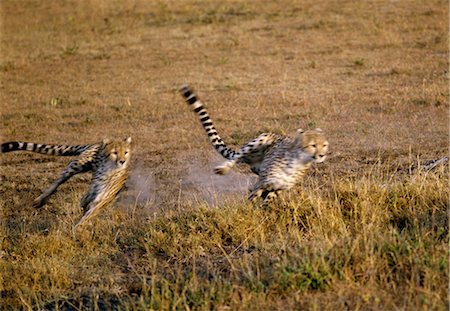 Two cheetahs sprint after their quarry. Stock Photo - Rights-Managed, Code: 862-03366572