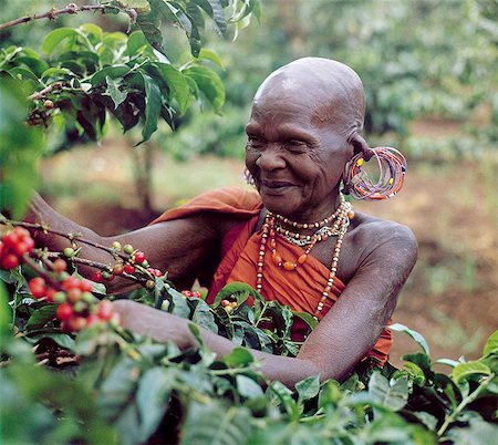 people picking coffee - An old Kikuyu lady picks coffee.Taken in the 1960's,this photograph depicts a traditional form of dress and ear ornaments among Kikuyu women,which has completely disappeared. Stock Photo - Rights-Managed, Code: 862-03366585