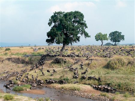 simsearch:862-03289564,k - A large herd of wildebeest and some zebra cross Sand River,a seasonal river on the boundary between Masai Mara Game Reserve and the Serengeti National Park of Northern Tanzania. The annual migration of wildebeest or white-bearded gnu reaches Masai Mara from Serengeti towards the end of July and stays about three months before heading south again. Foto de stock - Con derechos protegidos, Código: 862-03366598
