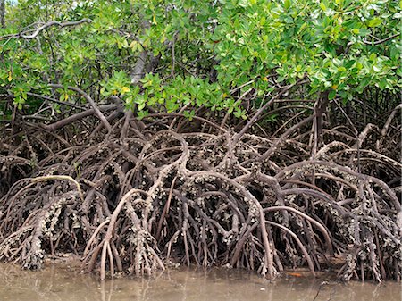 The exposed barnacle-encrusted roots of mangrove trees,which line the tidal inlet to the historic town of Faza on Pate Island. Mangroves thrive in salt water and their wood is prized in houses because it is resistant to termites and borer beetles. Foto de stock - Direito Controlado, Número: 862-03366608