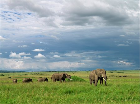 Elephants in Masai Mara Game Reserve,Kenya Foto de stock - Con derechos protegidos, Código: 862-03366633