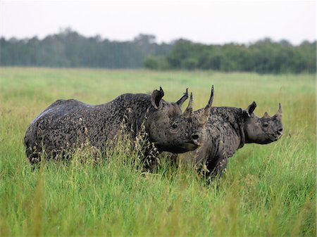 Deux rhinocéros noirs braver la pluie dans la réserve faunique de Masai Mara, Kenya Photographie de stock - Rights-Managed, Code: 862-03366649