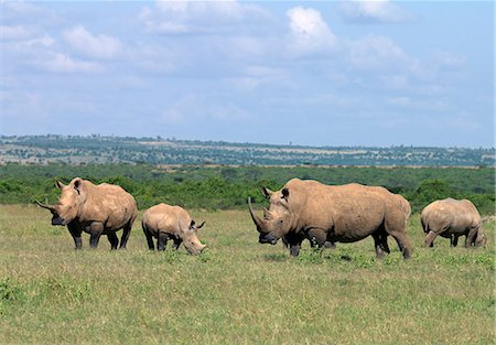 simsearch:862-03888729,k - Un troupeau de rhinocéros blancs broutent au refuge de gibier de Solio, Kenya Photographie de stock - Rights-Managed, Code: 862-03366654