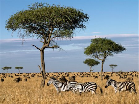 Tens of thousands of zebra and wildebeest graze the grasslands in Masai Mara Game Reserve during their annual migration from Serengeti. Fotografie stock - Rights-Managed, Codice: 862-03366655