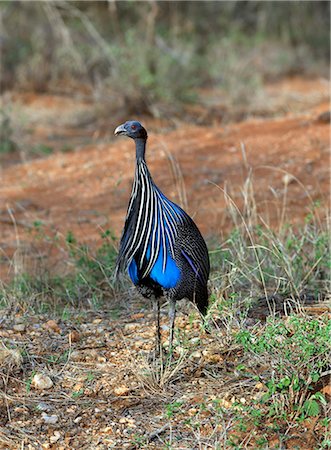 A vulturine guineafowl in Samburu Game Reserve,Kenya Stock Photo - Rights-Managed, Code: 862-03366653