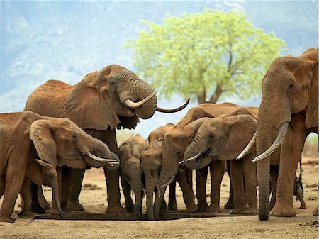 A herd of elephants drinking at a waterhole in Tsavo West National Park,Kenya Stock Photo - Rights-Managed, Code: 862-03366666