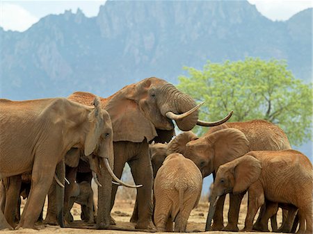 A herd of elephants drinking at a waterhole in Tsavo West National Park,Kenya Stock Photo - Rights-Managed, Code: 862-03366667