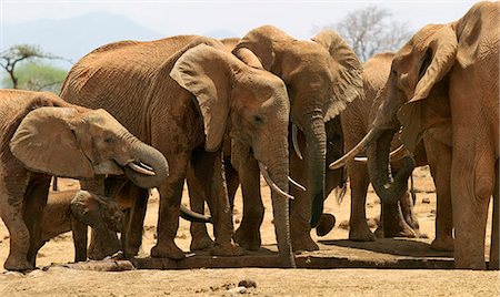 elefantito - A herd of elephants drinking at a waterhole in Tsavo West National Park,Kenya Foto de stock - Con derechos protegidos, Código: 862-03366668