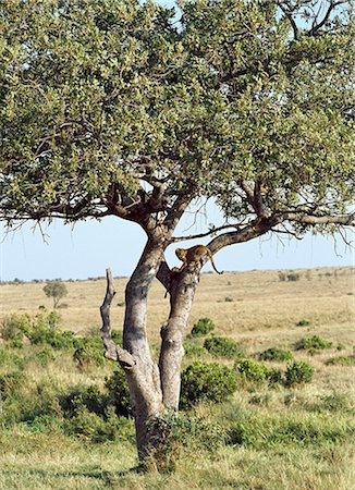 A leopard has taken its kill of an impala antelope up a tall tree to avoid hyenas,Masai Mara Game Reserve,Kenya Foto de stock - Con derechos protegidos, Código: 862-03366677