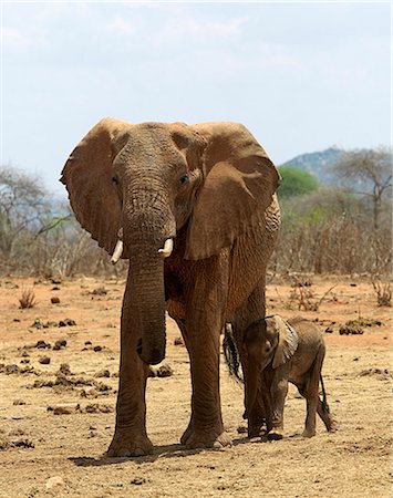 elephant with baby elephant - A mother and baby elephant in Tsavo West National Park,Kenya Stock Photo - Rights-Managed, Code: 862-03366670