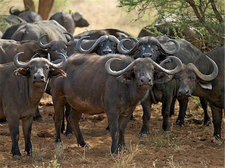 A herd of Cape Buffalo in Tsavo West National Park,Kenya Foto de stock - Con derechos protegidos, Código: 862-03366673