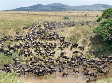 Un grand troupeau de gnous et de Burchell zebra descendu boire de l'eau à la rivière de sable, à proximité de la frontière du Parc National du Serengeti et la réserve Masai Mara, Kenya Photographie de stock - Rights-Managed, Code: 862-03366684