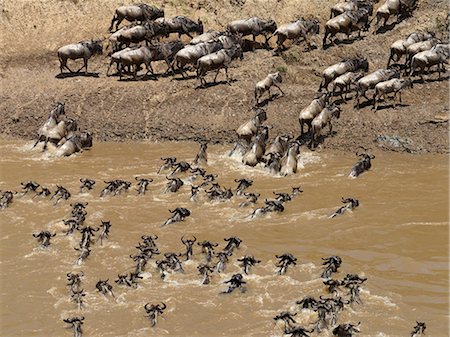 Wildebeest swimming across the Mara River during their annual migration to Masai Mara Game Reserve. Stock Photo - Rights-Managed, Code: 862-03366685