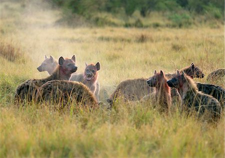 In the cold of the early morning,a pack of hyenas devour a young wildebeest they hunted and killed in Masai Mara Game Reserve,Kenya Foto de stock - Con derechos protegidos, Código: 862-03366686