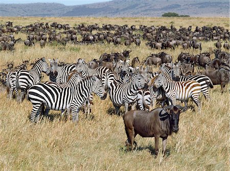 simsearch:862-03807747,k - Large herds of wildebeest intermingle with Burchell’s zebra during their annual migration from the Serengeti to Masai Mara Game Reserve. Foto de stock - Con derechos protegidos, Código: 862-03366680