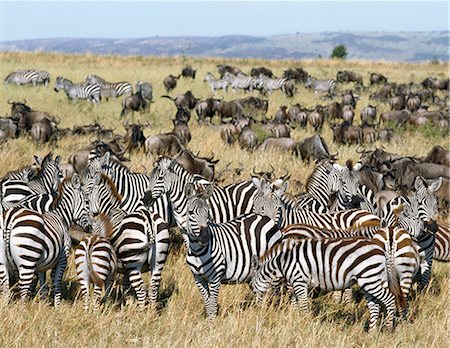 Large herds of wildebeest intermingle with Burchell’s zebra during their annual migration from the Serengeti to Masai Mara Game Reserve. Stock Photo - Rights-Managed, Code: 862-03366681