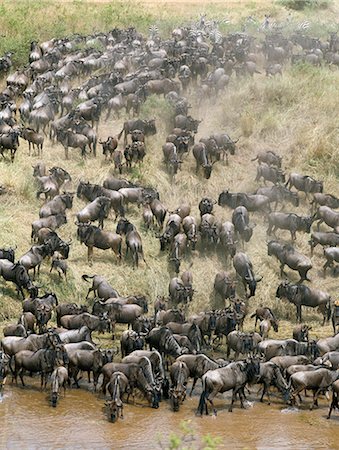 A large herd of Wildebeest and Burchell’s zebra come down to drink water at Sand River,close to the border of the Serengeti National Park and Masai Mara Game Reserve. Foto de stock - Con derechos protegidos, Código: 862-03366683