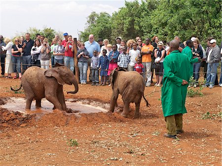 Visitors watch baby orphaned elephants play in a mudbath during the daily open hour at the headquarters of the David Sheldrick Wildlife Trust at Mbgathi in Nairobi National Park,Kenya Foto de stock - Con derechos protegidos, Código: 862-03366696