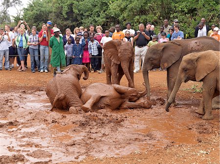 Visiteurs regarder les éléphanteaux orphelins à jouer dans une boue durant l'heure ouvert tous les jours au siège de la David Sheldrick Wildlife Trust à Mbgathi dans le Parc National de Nairobi. Photographie de stock - Rights-Managed, Code: 862-03366698