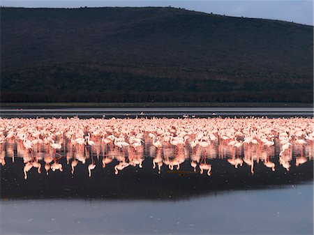 simsearch:862-03888751,k - Lesser flamingos feed on algae along the shoreline of Lake Nakuru,an alkaline lake of the Great Rift Valley,Kenya Stock Photo - Rights-Managed, Code: 862-03366691