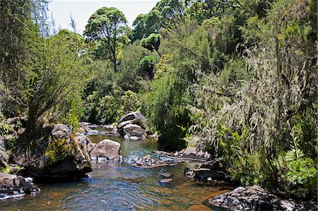 simsearch:862-03808741,k - Kenya,Kenya Highlands. A clear mountain stream on the moorlands of the Aberdare Mountains which is stocked with trout. Foto de stock - Direito Controlado, Número: 862-03366716