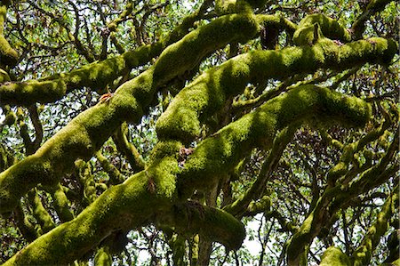 simsearch:862-03366720,k - Kenya,Kenya Highlands. Moss growing on Hagenia trees (Hagenia abyssinica) at over 10,000 feet above sea level on the moorlands of the Aberdare Mountains. Stock Photo - Rights-Managed, Code: 862-03366719