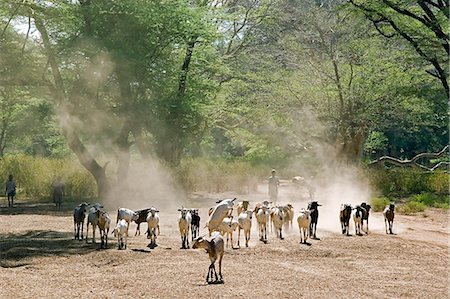 simsearch:862-03820754,k - Goats being driven home,Baringo District,Kenya Stock Photo - Rights-Managed, Code: 862-03366713