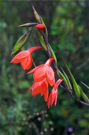 Kenya,Kenya Highlands. A wild gladiolus (Gladiolus watsonioides) growing at over 10,000 feet above sea level on the moorlands of the Aberdare Mountains. Fotografie stock - Rights-Managed, Codice: 862-03366720
