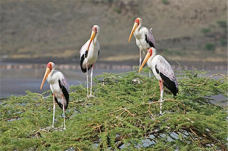 Kenya,Rift Valley. Yellow-billed storks (Ibis ibis) roosting in an acacia tree (Acacia tortilis) at Lake Magadi. Stock Photo - Rights-Managed, Code: 862-03366748