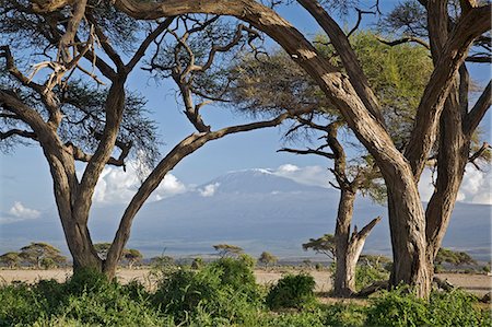 Kenya,Amboseli,Amboseli National Park. Mount Kilimanjaro framed by large acacia trees (Acacia tortilis) in the Amboseli National Park. Foto de stock - Con derechos protegidos, Código: 862-03366749