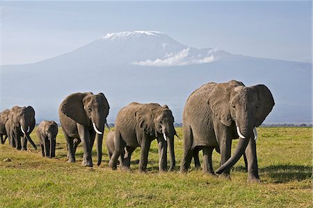 Kenya,Amboseli,Amboseli National Park. A line of elephants (Loxodonta africana) move to Amboseli swamp with majestic Mount Kilimanjaro towering in the background. Foto de stock - Con derechos protegidos, Código: 862-03366754
