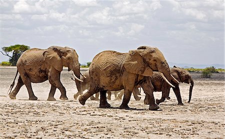 simsearch:862-03731595,k - Kenya,Amboseli,Amboseli National Park. A herd of elephants (Loxodonta africana) moves swiftly across open country at Amboseli. Foto de stock - Con derechos protegidos, Código: 862-03366755