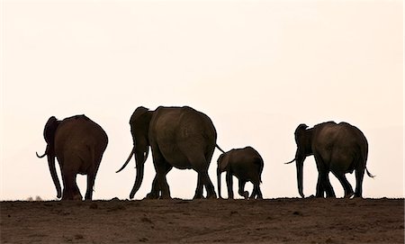 simsearch:862-03820221,k - Parc National d'Amboseli au Kenya, Amboseli. Éléphants (Loxodonta africana) silhouettés sur l'horizon, lorsqu'ils se déplacent hors de la zone de marais d'Amboseli au crépuscule. Photographie de stock - Rights-Managed, Code: 862-03366756