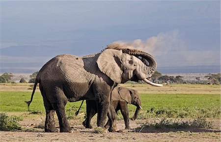 Parc National d'Amboseli au Kenya, Amboseli. Un éléphant (Loxodonta africana) dépoussiérage lui-même sur le bord de la zone de marais Amboseli. Photographie de stock - Rights-Managed, Code: 862-03366759