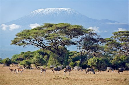 pâturage - Parc National d'Amboseli au Kenya, Amboseli. Animaux paissent les plaines d'herbe desséchée avec le majestueux mont Kilimandjaro s'élevant au-dessus de grands Acacias (Acacia tortilis) dans le Parc National Amboseli. Photographie de stock - Rights-Managed, Code: 862-03366752