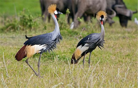 Parc National d'Amboseli au Kenya, Amboseli. Grues couronnées de Grey (Balearica regulorum). Photographie de stock - Rights-Managed, Code: 862-03366766