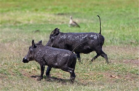 Kenya,Amboseli,Amboseli National Park. Two common warthogs (Phacochoerus africanus) run with their tails erect after wallowing in a mud bath. Foto de stock - Direito Controlado, Número: 862-03366768