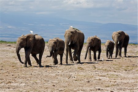 Parc National d'Amboseli au Kenya, Amboseli. Une ligne d'éléphants (Loxodonta africana) se déplace rapidement dans l'ensemble de zones dégagées à Amboseli accompagnée d'aigrettes de bovins. Photographie de stock - Rights-Managed, Code: 862-03366761