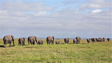 simsearch:862-03731595,k - Kenya,Amboseli,Amboseli National Park. A line of elephants (Loxodonta africana) heading towards the swamp at Amboseli National Park. Foto de stock - Con derechos protegidos, Código: 862-03366762