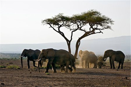 Kenya,Amboseli,Amboseli National Park. Elephants (Loxodonta africana) pause to dust themselves before heading towards the swamp at Amboseli National Park. Stock Photo - Rights-Managed, Code: 862-03366763