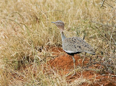 simsearch:862-03366812,k - Kenya,Tsavo West National Park. A buff-crested bustard (Eupodotis gindiana). Stock Photo - Rights-Managed, Code: 862-03366777