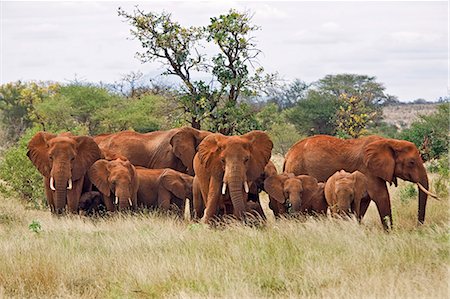 simsearch:862-03366823,k - Kenya,Tsavo West National Park. A herd of elephants (Loxodonta africana) in Tsavo West National Park. The red hue of their thick skin is the result of them dusting themselves with the distinctive red soil of the area. Foto de stock - Con derechos protegidos, Código: 862-03366778