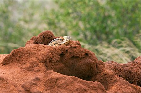 Kenya, Parc National de Tsavo Ouest. Un varan à gorge blanche savane peeps hors de sa maison dans une vieille termitière. Photographie de stock - Rights-Managed, Code: 862-03366784