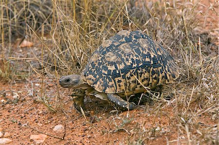simsearch:862-03366821,k - Kenya,Tsavo West National Park. A leopard tortoise (Geochelone pardalis) in Tsavo West National Park. Stock Photo - Rights-Managed, Code: 862-03366785